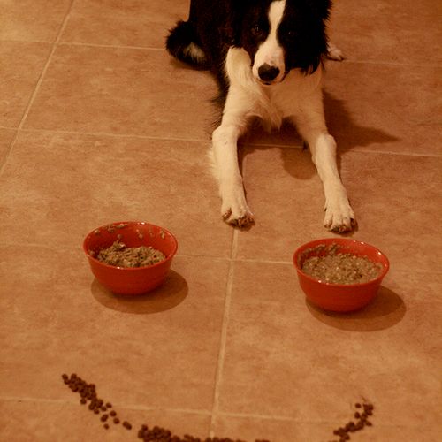 Mack, Border Collie, demonstrating his DownStay wi