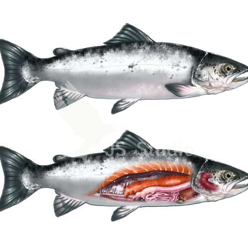 Salmon Anatomy

Digital illustration of salmon and