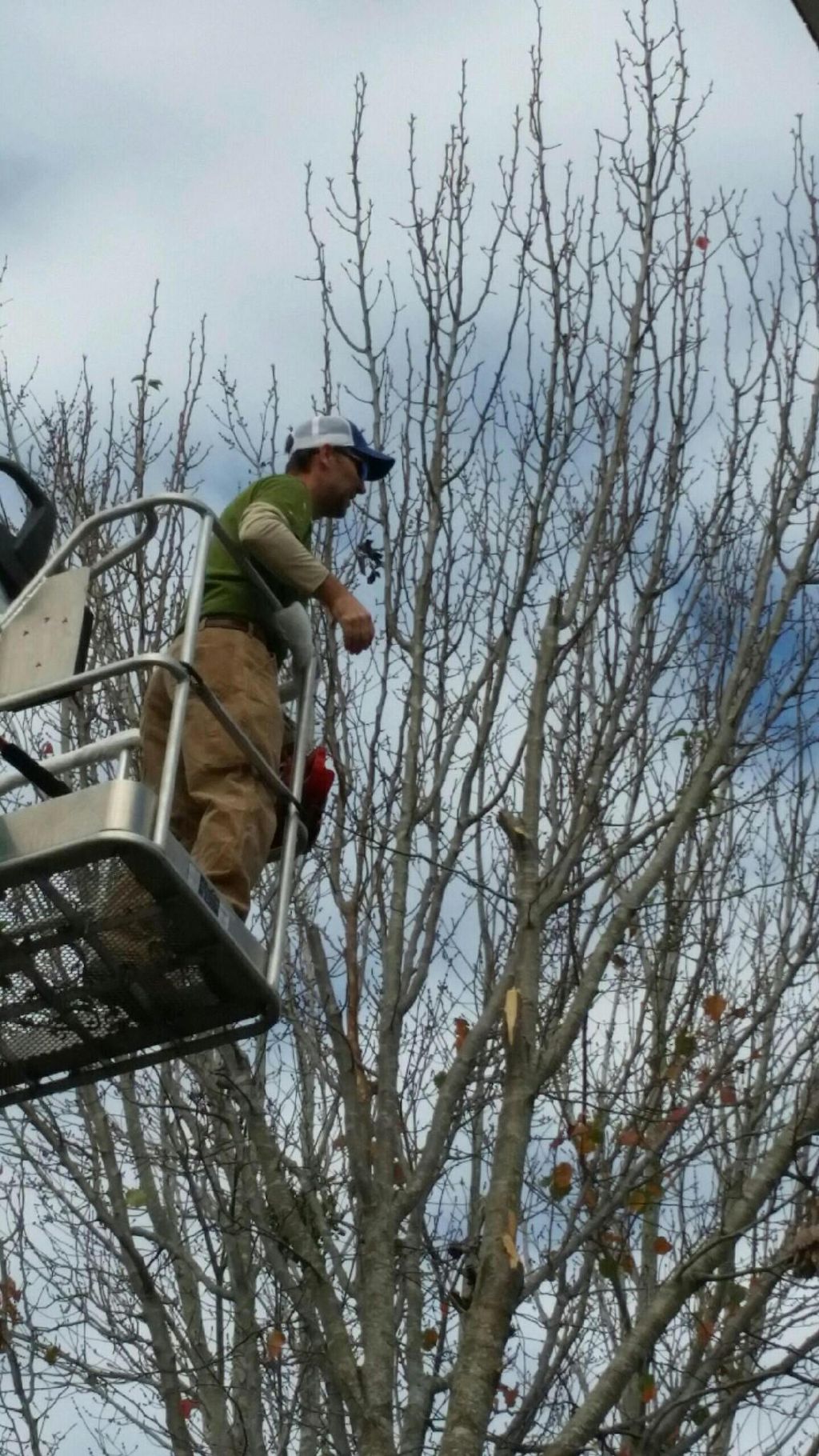 Holy City Tree Service