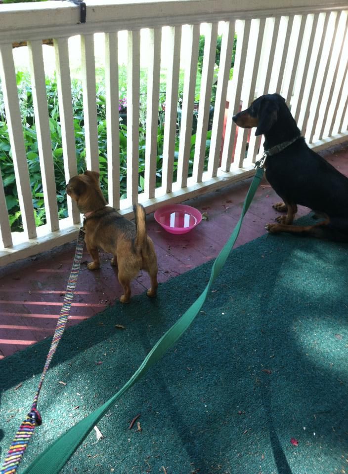 Bonita and Bob on the lookout!