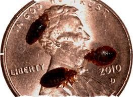 Bed bugs are tiny blood feeding pest. They are rar