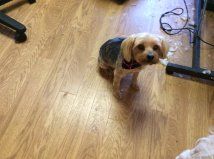 max the yorkie