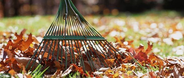 FALL & SPRING CLEANING