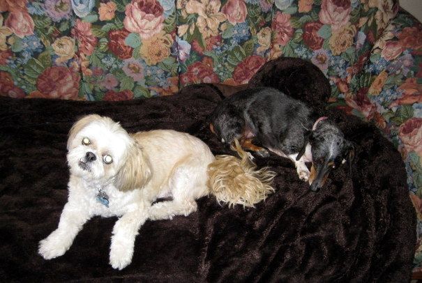 I love little dogs too...well pretty much any size