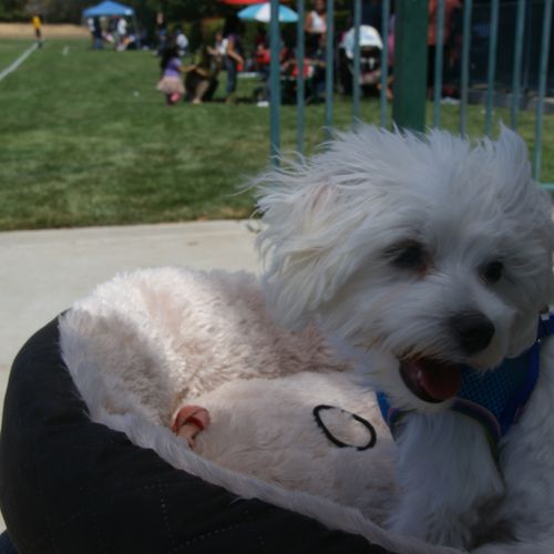 This is my puppy Armani! He is a Maltese. He is my