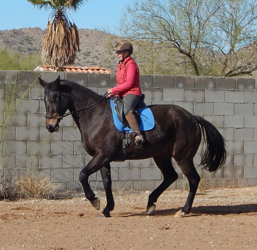 Yvonne riding German Warmblood mare, Belle.