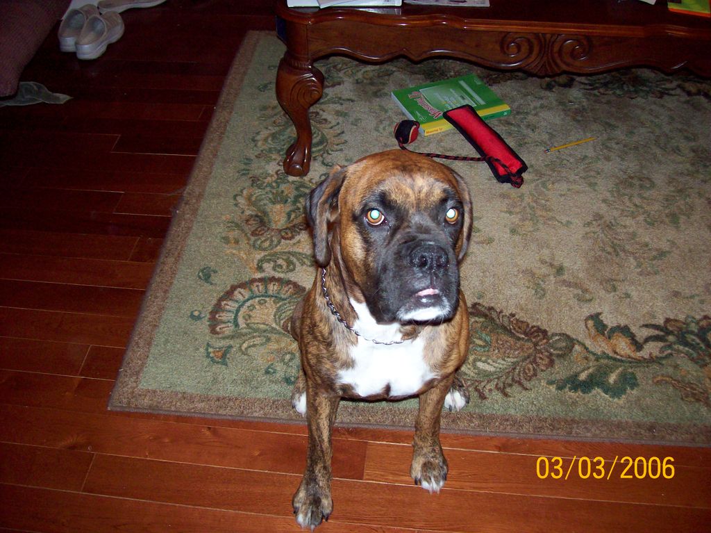 Meet Dooby! We found him running the streets.  He 