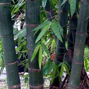 Bamboo Lou