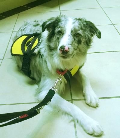 "Ranger" - a young Aussie donated to our program, 