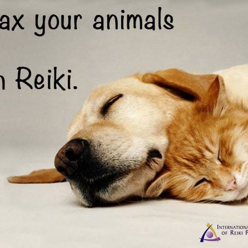 If you want to give your pet that extra gift Reiki