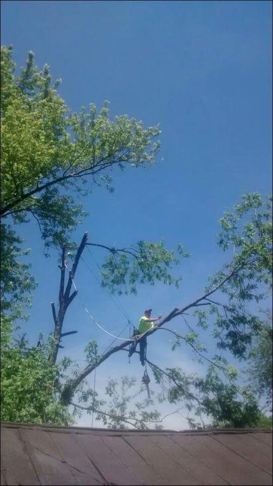tree removal .....    lexington ky