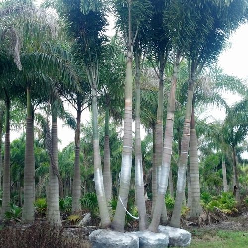 Tree farm in Florida