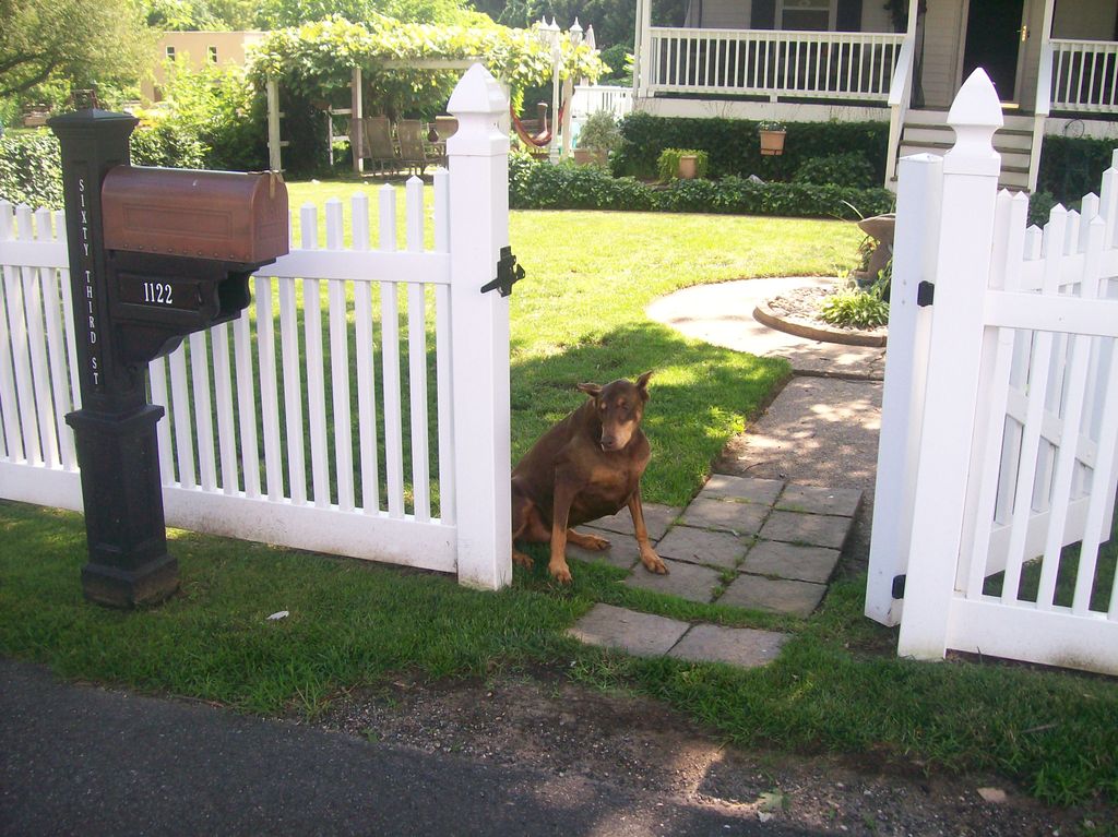 Just because a gate is open, it doesn't mean a dog
