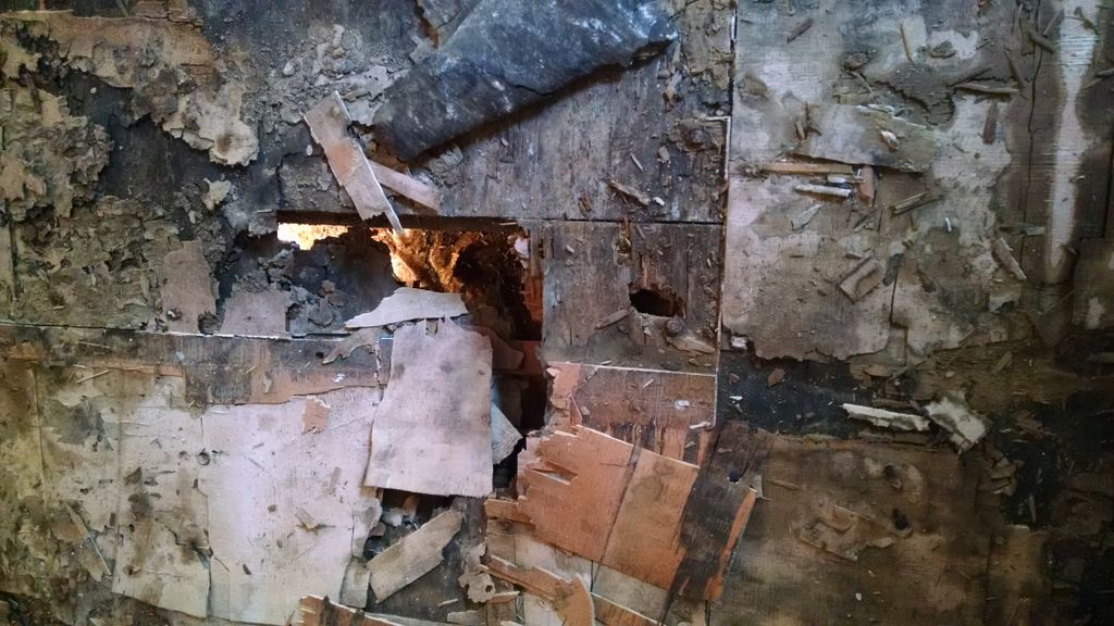 Mold can eat your home!