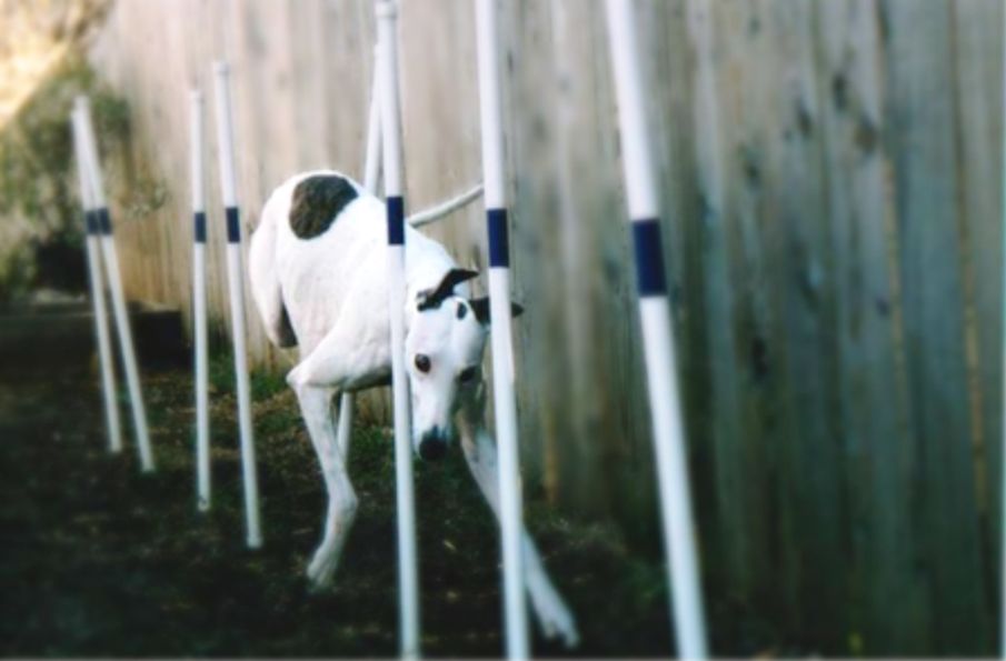 Cecilia's greyhound Silver performing agility weav