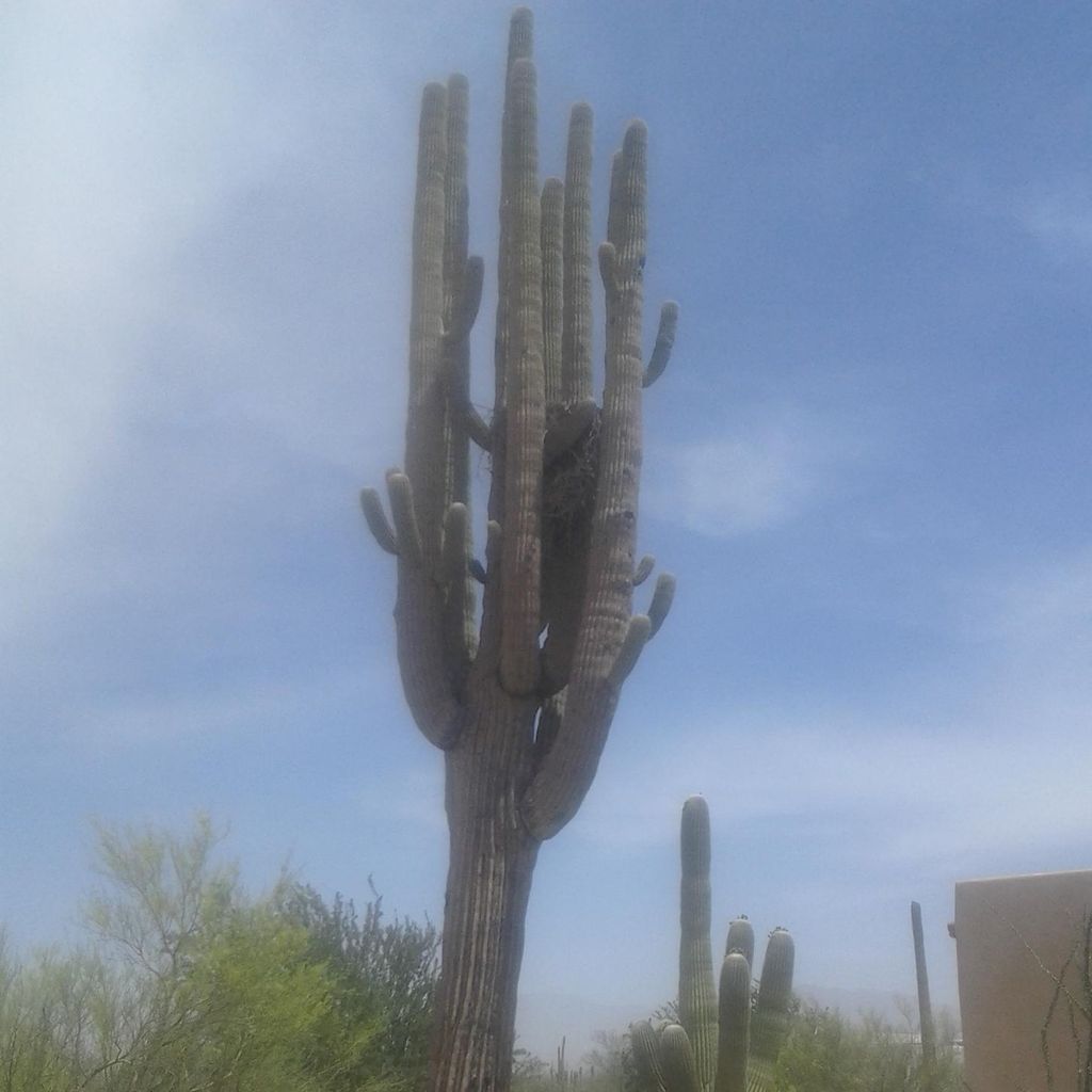 AZ Cactus & Tree Service
