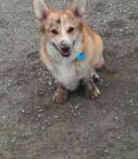 Teddy loves to be dirty