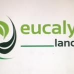 Eucalyptus Landscaping