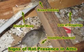 Clear sign's of rodent problems