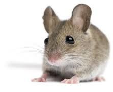 Mouse.