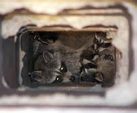 Female raccoons enjoy nesting in chimneys when the