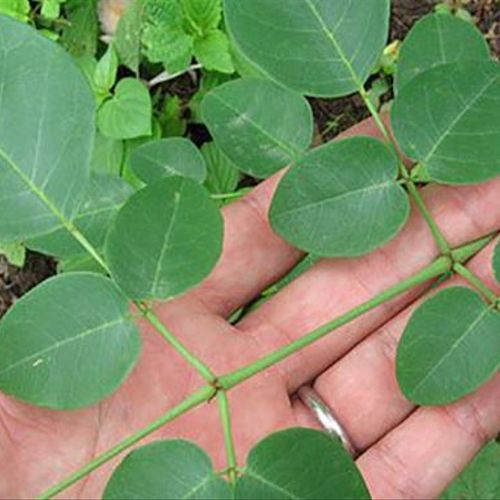 Moringa growing in my yard - see my webpage for an