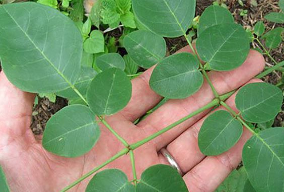 Moringa growing in my yard - see my webpage for an