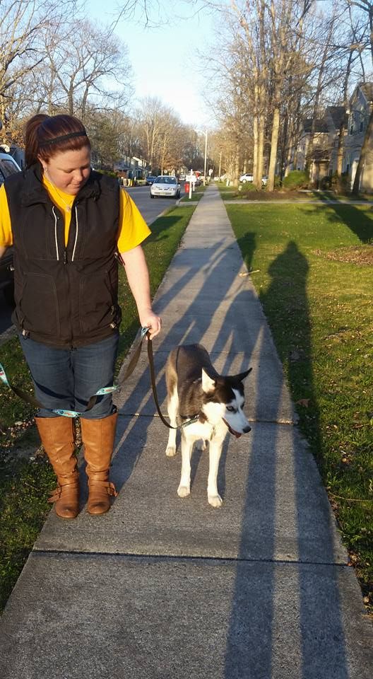 Nikita warming up to Loose Leash Walking.