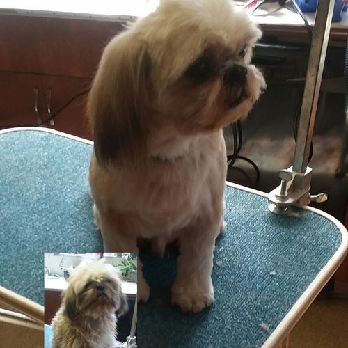 ShihTzu, before and after