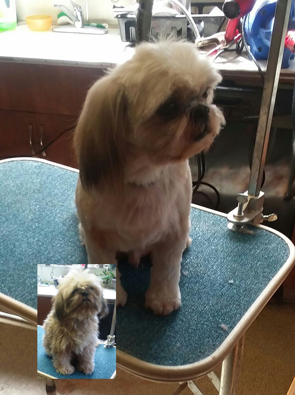 ShihTzu, before and after