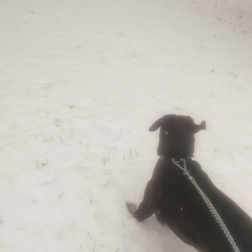 Running in the snow with Rosie. Winter, 2014.