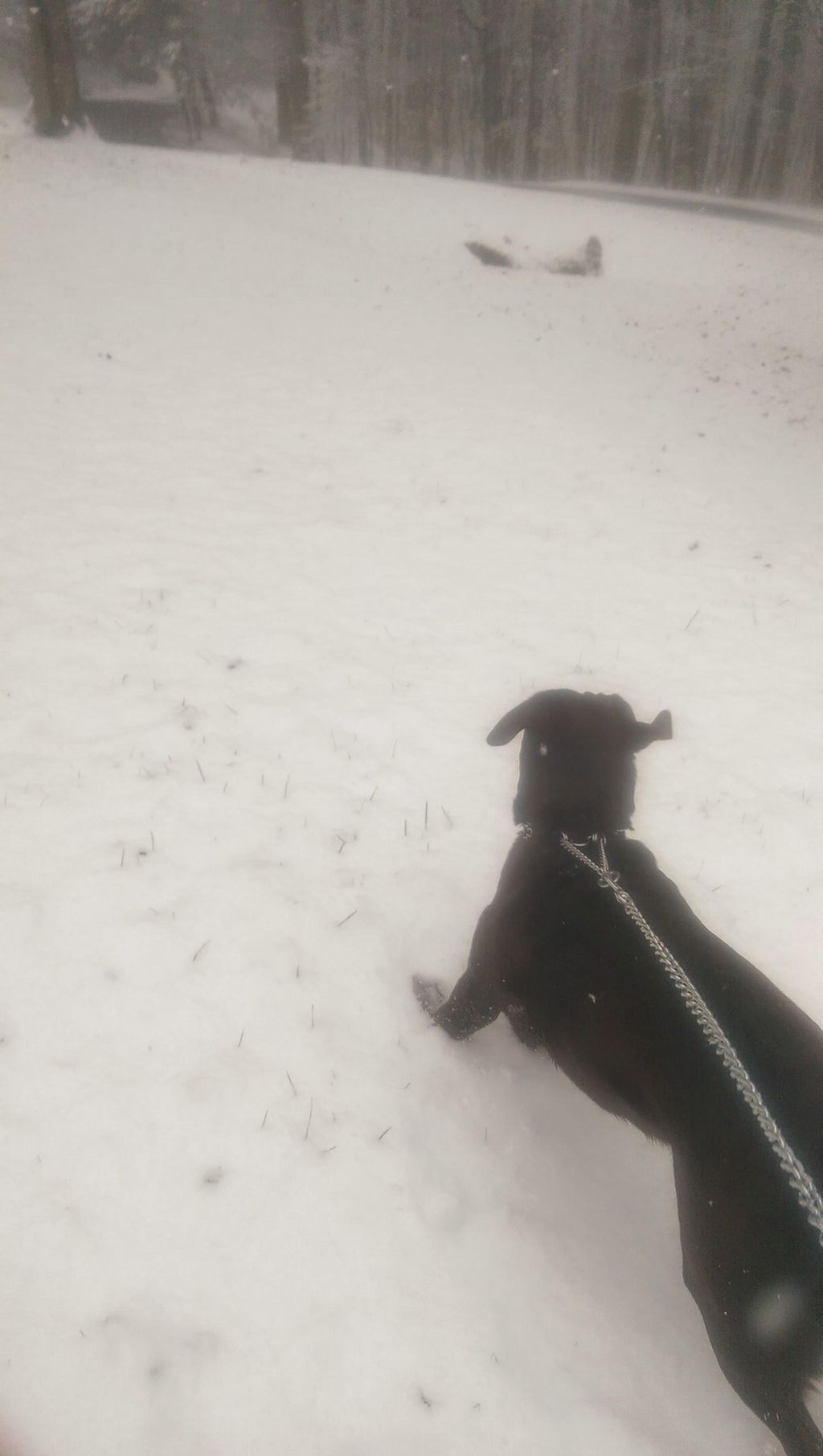 Running in the snow with Rosie. Winter, 2014.