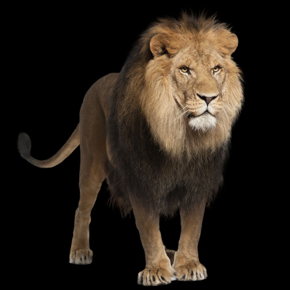 Lion's LLC