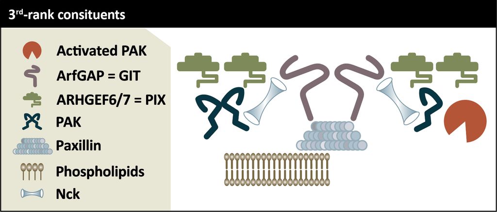 Simple Illustration for Cell Biology