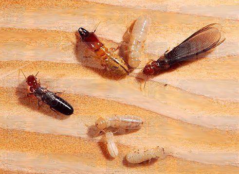 Termites