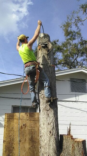 Highlife Tree Service