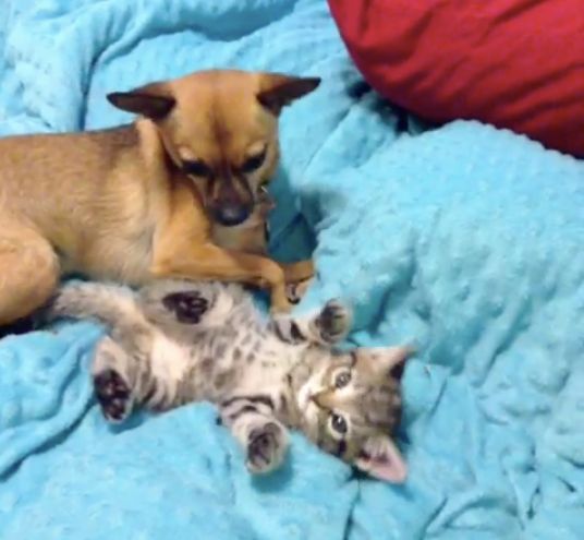 Socializing animals
