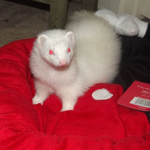 MIlo the albino ferret before flying here from Tex