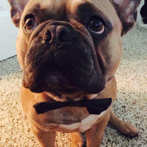 Knox is one of our newest French Bulldogs and love