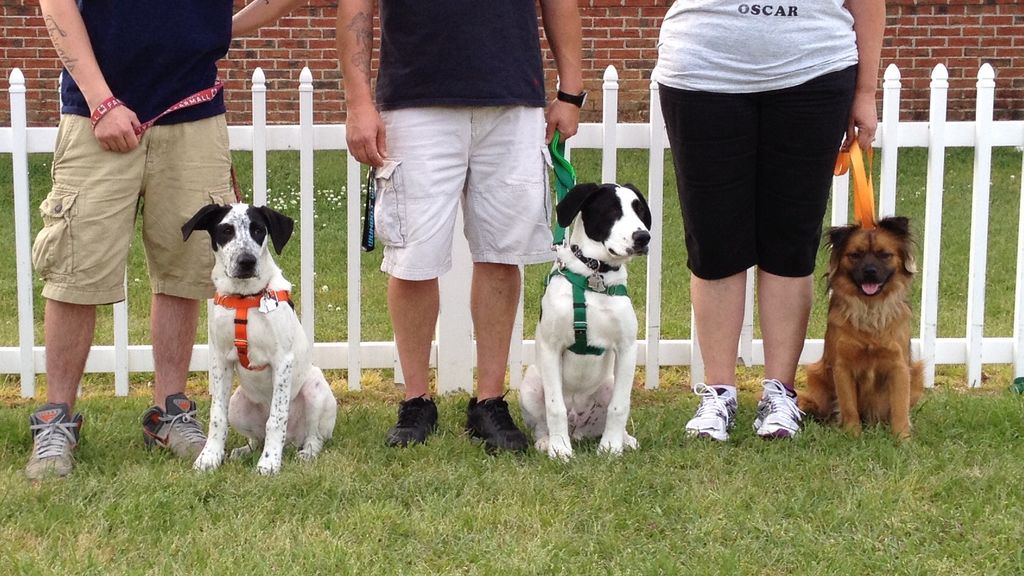 Puppy class graduates. -Garner, NC