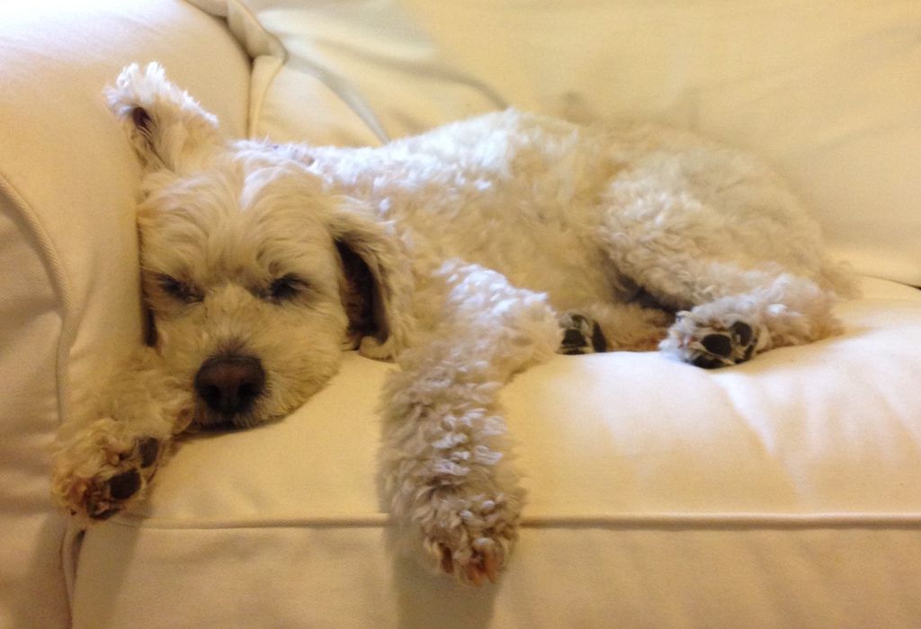 Sparky, client since 2015