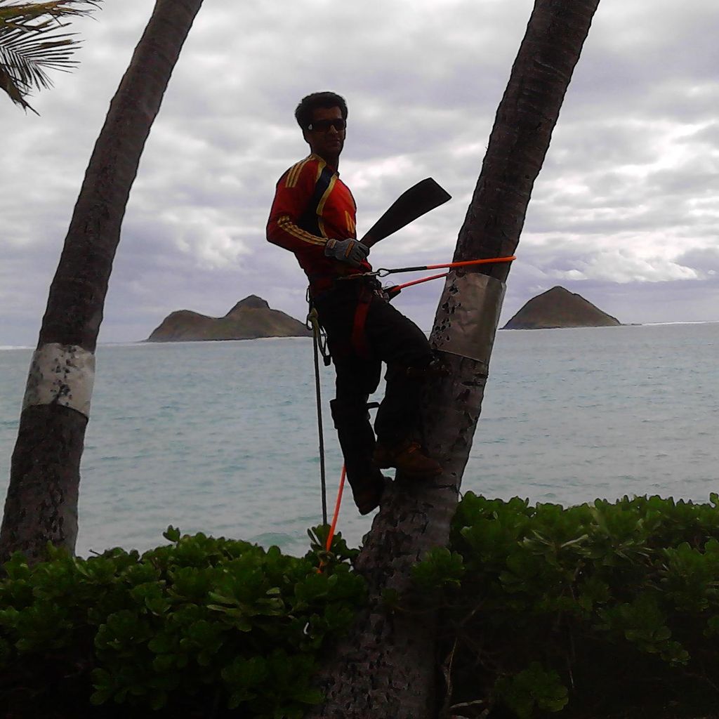 Trees of Aloha No Tree Too Big or Too Small