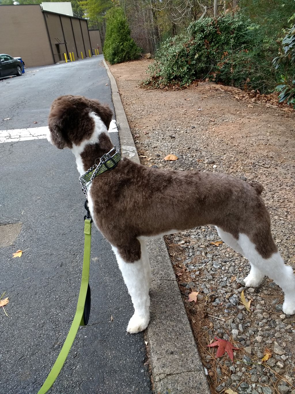 HUDSON; 1yr old shetland sheepdog/poodle mix (shep