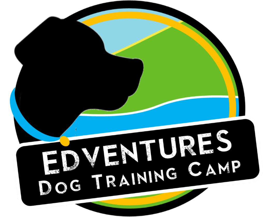 Edventures Dog Training Camp