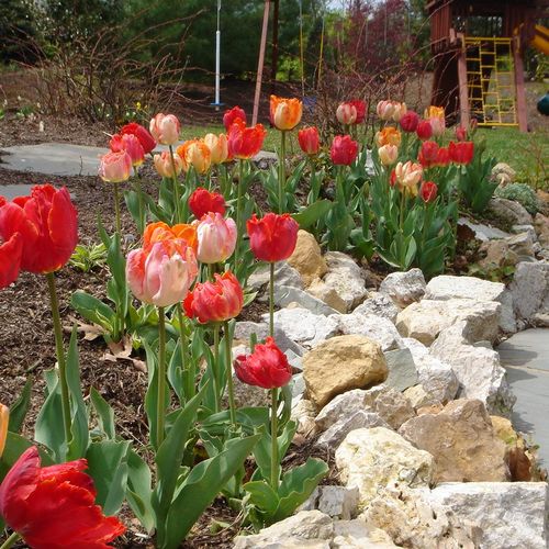 Parrot tulips in rock garden.
