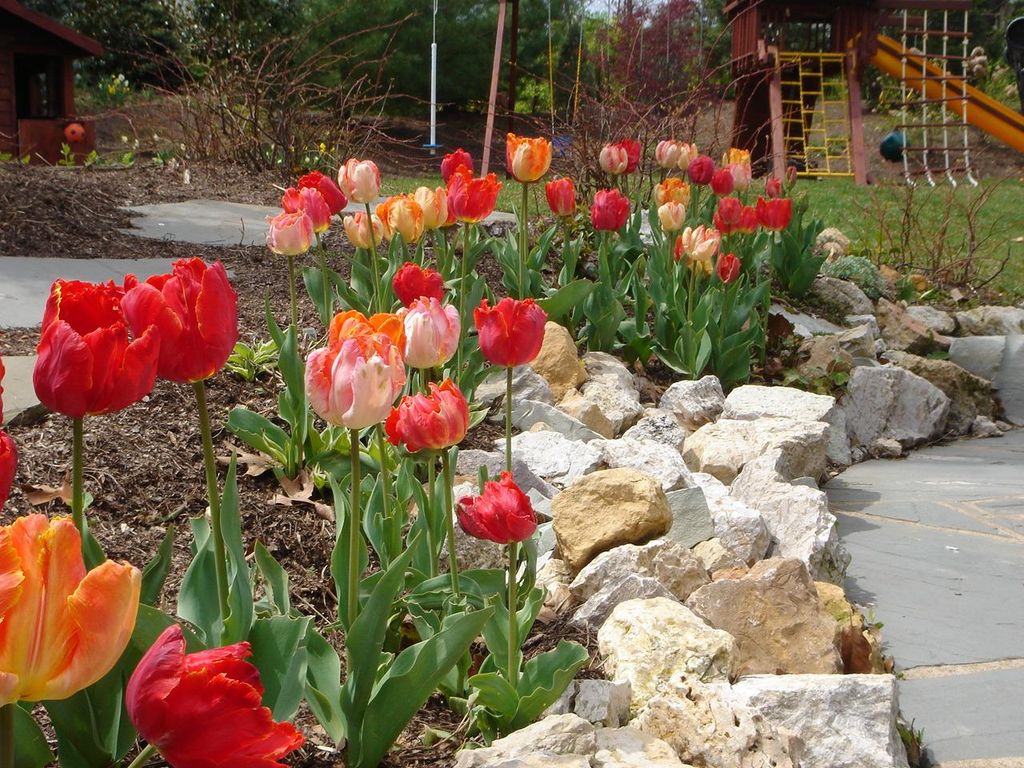 Parrot tulips in rock garden.