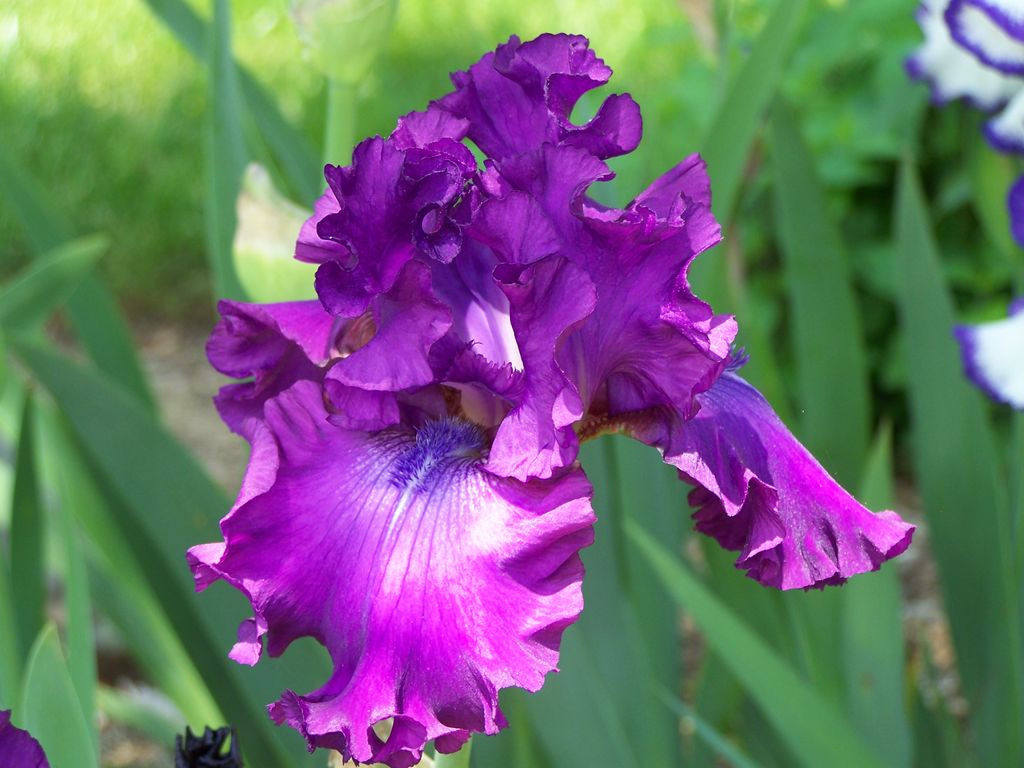 Well placed perennials, flowering trees and an eme
