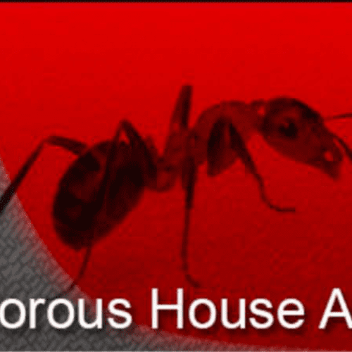 Common Odorous House Ant.  If you have an ant issu