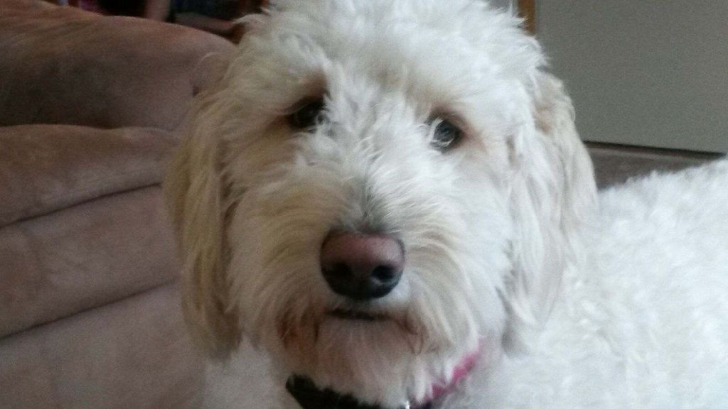 My office manager Zoey
