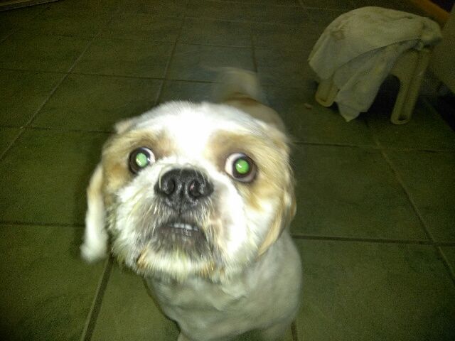 This is the same dog after picture.